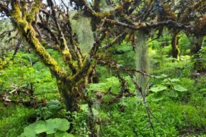 Petrá zeleň ostrova El Hierro