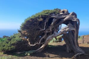 Pokroucené jalovce na El Hierro