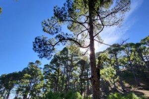 Borovice kanárská, El Hierro