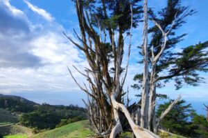 Pozůstatky požáru, El Hierro