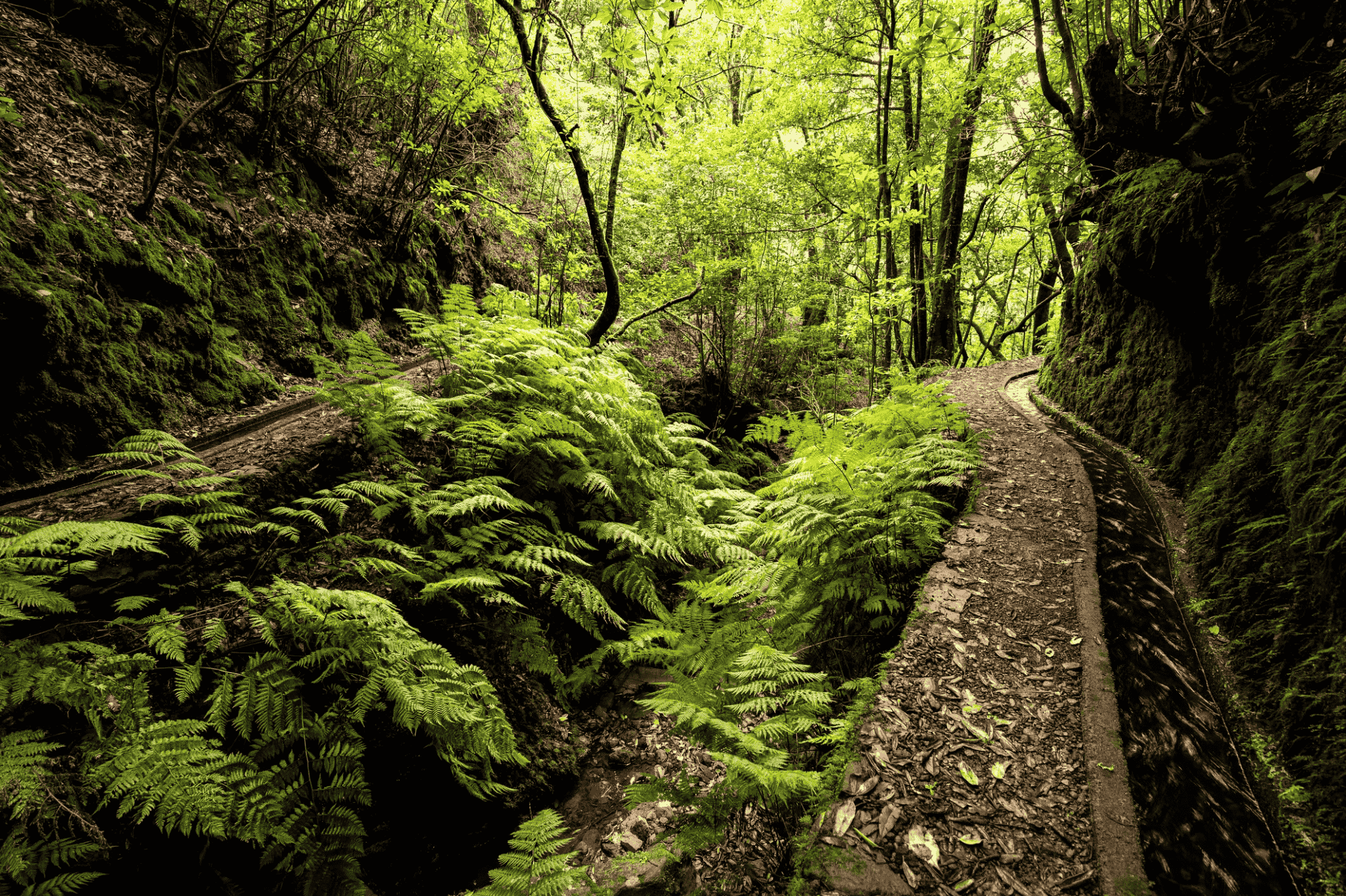 levada dos cedros, Madeira